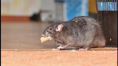 A game of cat and mouse my battle against rodents, lizards and other creepy-crawlies was fierce and intense. (HT File) A game of cat and mouse my battle against rodents, lizards and other creepy-crawlies was fierce and intense. (HT File)