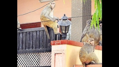 Life-size cutouts of langoors (baboons) have been installed at 10 metro stations. (Representational photo) Life-size cutouts of langoors (baboons) have been installed at 10 metro stations. (Representational photo)