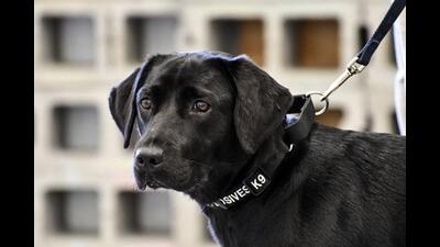 The labrador had bit the retired army officer previously as well, as per his complaint to the Pinjore police. (AP photo/For representation only)
