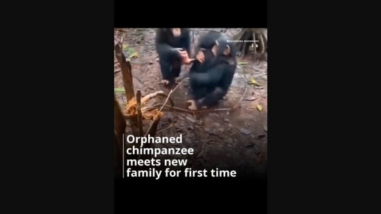 The image, taken from the Instagram video, shows the orphaned chimpanzee meeting its new family.(Instagram/@liberiachimprescueprotection)