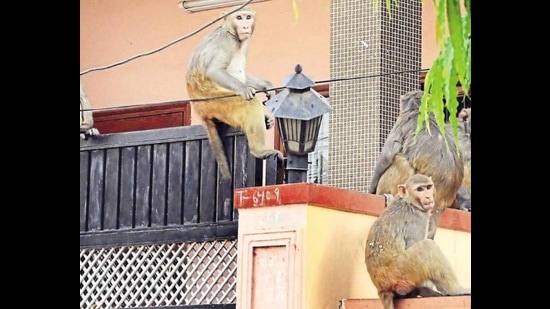 WATCH: Monkey fear in Market Building Bhubaneswar