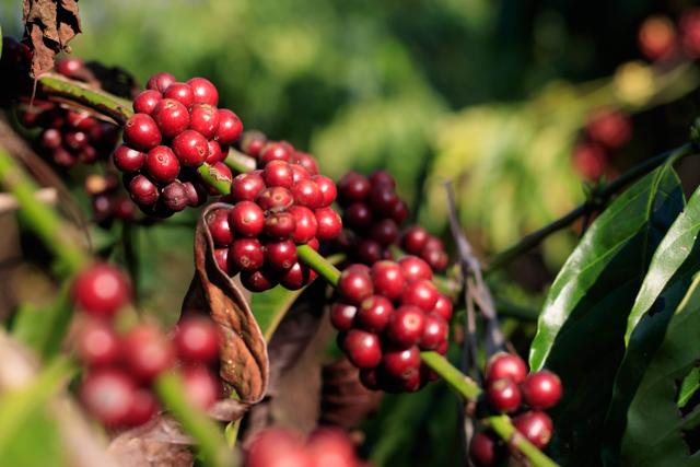 Coffee beans ripening on a branch. (Shutterstock) Coffee beans ripening on a branch. (Shutterstock)