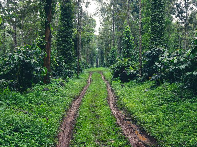 A coffee plantation in Sakleshpura, Karnataka. (Shutterstock) A coffee plantation in Sakleshpura, Karnataka. (Shutterstock)