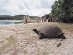 India’s conservation efforts for tortoises, fresh water turtles earn support at CITES CoP19. (Photo: iStock) India’s conservation efforts for tortoises, fresh water turtles earn support at CITES CoP19. (Photo: iStock)