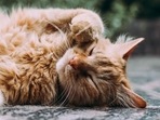 To ensure your cat's heart is healthy, you must pay attention to your feline friend's excess weight which could put them at risk of heart disease. (Unsplash) To ensure your cat's heart is healthy, you must pay attention to your feline friend's excess weight which could put them at risk of heart disease. (Unsplash)