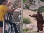 Orangutan asking for food from the zoo visitor. (Twitter/@buitengebieden) Orangutan asking for food from the zoo visitor. (Twitter/@buitengebieden)