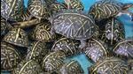 Turtle calipee is sold at exorbitant rates in China and Southeast Asian countries (Representative Photo) Turtle calipee is sold at exorbitant rates in China and Southeast Asian countries (Representative Photo)