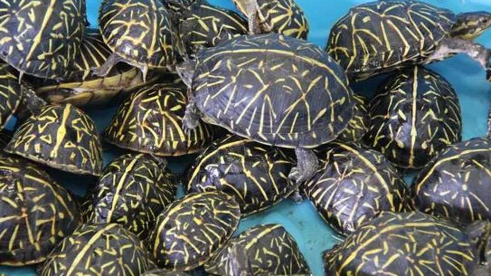 Bengal police seize around 270 kg of turtle calipee; three held