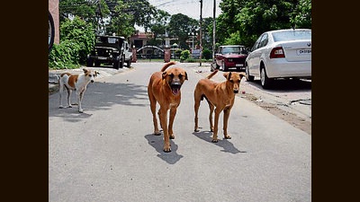 After bidders shortlisted to get the tender for sterilisation of dogs failed to meet the required criterion, the municipal corporation(MC) has recalled the tenders. (Representational Image/HT File) After bidders shortlisted to get the tender for sterilisation of dogs failed to meet the required criterion, the municipal corporation(MC) has recalled the tenders. (Representational Image/HT File)