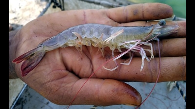 A farmer shows a shrimp fish in his farm in Ratta Khera village at Muktsar district.Photo by Sanjeev Kumar/Hindustan Times. (HT photo) A farmer shows a shrimp fish in his farm in Ratta Khera village at Muktsar district.Photo by Sanjeev Kumar/Hindustan Times. (HT photo)