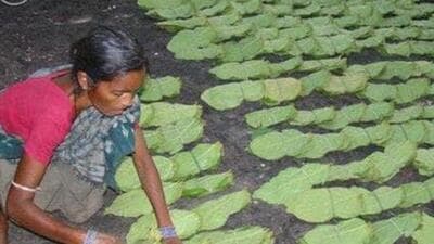 Odisha CM on Wednesday announced a special package for the welfare of 8 lakh Kendu leaf pluckers (HT Photo) Odisha CM on Wednesday announced a special package for the welfare of 8 lakh Kendu leaf pluckers (HT Photo)