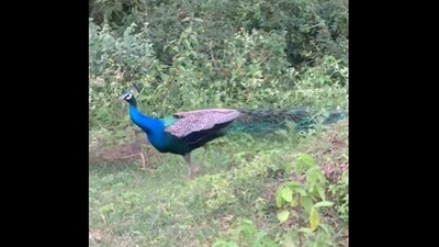 The image of the peacock was taken from the Twitter video shared by IAS officer Supriya Sahu. (Twitter/@supriyasahuias)