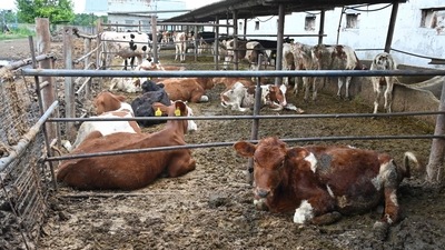 Bengaluru: Animal Quarantine Certification Services inaugurated on National Milk Day (Picture for representation) (AFP) Bengaluru: Animal Quarantine Certification Services inaugurated on National Milk Day (Picture for representation) (AFP)