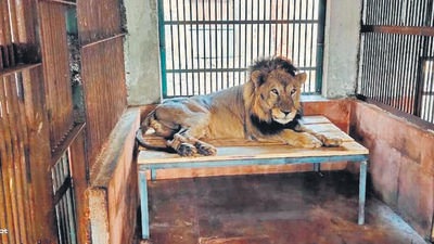SGNP-born lone surviving lion Jespa passes away at 11