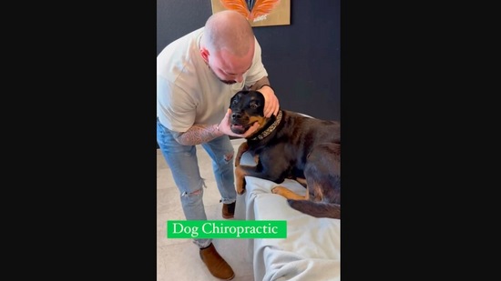 The image shows the dog in a chiropractic therapy session.(Instagram/@bones_hands_animals)