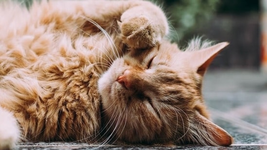 To ensure your cat's heart is healthy, you must pay attention to your feline friend's excess weight which could put them at risk of heart disease. (Unsplash)