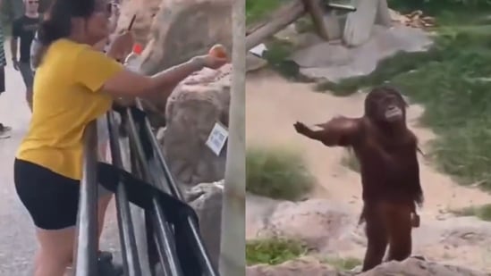 Orangutan asking for food from the zoo visitor. (Twitter/@buitengebieden)