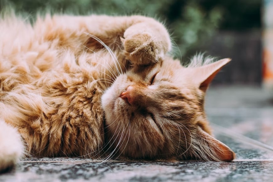 To ensure your cat's heart is healthy, you must pay attention to your feline friend's excess weight which could put them at risk of heart disease. (Unsplash) To ensure your cat's heart is healthy, you must pay attention to your feline friend's excess weight which could put them at risk of heart disease. (Unsplash)