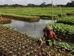 The rafts, where farmers grow radish, cucumber, papaya, bitter gourd and tomato are woven from stems of invasive hyacinths. Amid increasingly extreme monsoon spells, they are proving to be a lifeline for most agricultural families, especially due to the scarcity of dry land.(Mohammad Ponir Hossain / REUTERS )