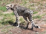 The eight cheetahs from Namibia have acclimatised and adapted well to their new home at Kuno National Park in Madhya Pradesh (ANI) The eight cheetahs from Namibia have acclimatised and adapted well to their new home at Kuno National Park in Madhya Pradesh (ANI)