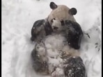 The panda playing in the snow.(Twitter/@buitengebieden) The panda playing in the snow.(Twitter/@buitengebieden)