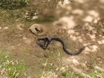 The image is taken from the viral YouTube video that shows the fight between a mongoose and a snake.
