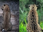 Can you differentiate between the leopard and the jaguar shown in this picture?(Twitter/@ParveenKaswan) Can you differentiate between the leopard and the jaguar shown in this picture?(Twitter/@ParveenKaswan)