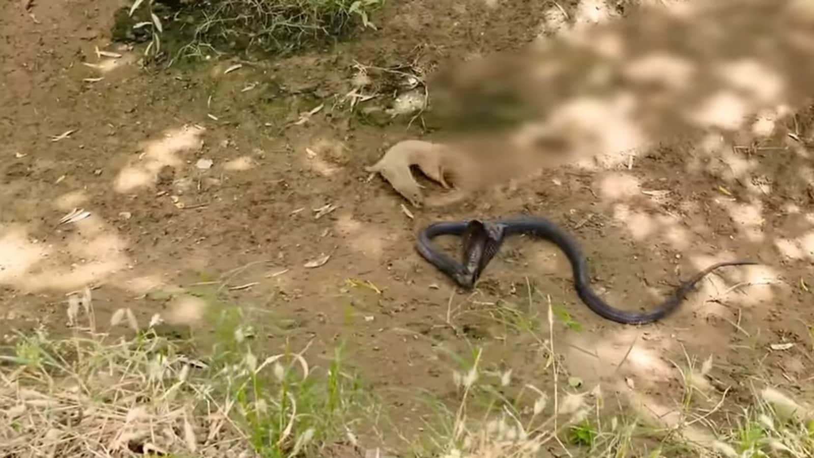 Mongoose and cobra engage in a deadly fight. Fascinatingly scary clip goes  viral | Trending - Hindustan Times