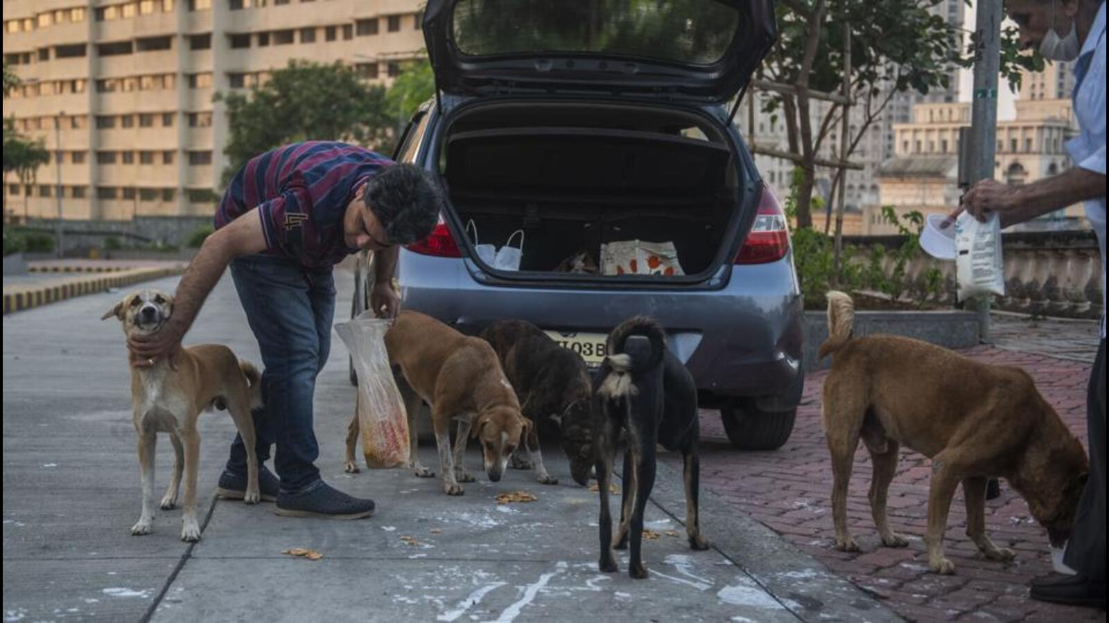 do street dogs make good pets