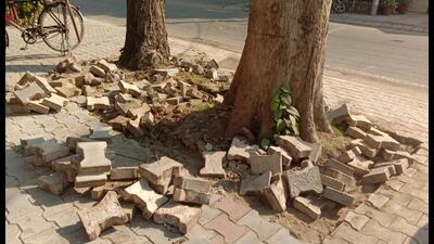 In November 2019, NGT had disposed of a complaint by Mohali-based NGO Environment Protection Society and directed municipal authorities in Mohali to take various steps for protection of trees. (HT File) In November 2019, NGT had disposed of a complaint by Mohali-based NGO Environment Protection Society and directed municipal authorities in Mohali to take various steps for protection of trees. (HT File)
