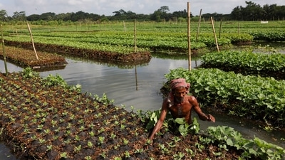 The rafts, where farmers grow radish, cucumber, papaya, bitter gourd and tomato are woven from stems of invasive hyacinths. Amid increasingly extreme monsoon spells, they are proving to be a lifeline for most agricultural families, especially due to the scarcity of dry land. (Mohammad Ponir Hossain / REUTERS ) The rafts, where farmers grow radish, cucumber, papaya, bitter gourd and tomato are woven from stems of invasive hyacinths. Amid increasingly extreme monsoon spells, they are proving to be a lifeline for most agricultural families, especially due to the scarcity of dry land. (Mohammad Ponir Hossain / REUTERS )