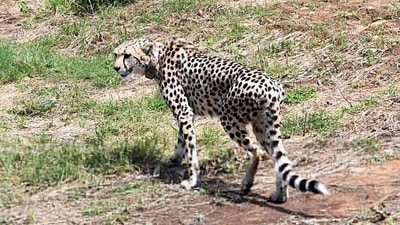 The eight cheetahs from Namibia have acclimatised and adapted well to their new home at Kuno National Park in Madhya Pradesh (ANI) The eight cheetahs from Namibia have acclimatised and adapted well to their new home at Kuno National Park in Madhya Pradesh (ANI)