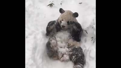 The panda playing in the snow. (Twitter/@buitengebieden)