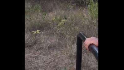 The image, taken from the Twitter video, shows the safari vehicle moments before a tiger comes close to it. (Screengrab)