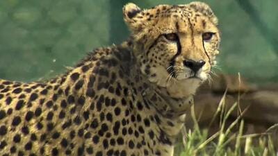 A cheetah after being released inside a special enclosure of the Kuno National Park in Madhya Pradesh (PTI File Photo) A cheetah after being released inside a special enclosure of the Kuno National Park in Madhya Pradesh (PTI File Photo)