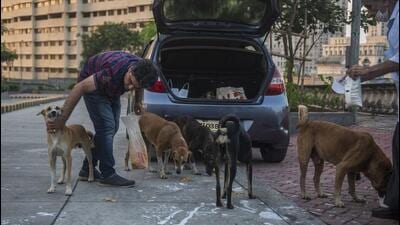 Mumbai, India - October 29, 2022: Residents of Castle rock complex feed stray dogs outside the building premises at powai in Mumbai, India, on Saturday, October 29, 2022. (Photo by Pratik Chorge/Hindustan Times) (Pratik Chorge/HT PHOTO) Mumbai, India - October 29, 2022: Residents of Castle rock complex feed stray dogs outside the building premises at powai in Mumbai, India, on Saturday, October 29, 2022. (Photo by Pratik Chorge/Hindustan Times) (Pratik Chorge/HT PHOTO)