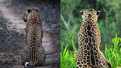 Can you differentiate between the leopard and the jaguar shown in this picture? (Twitter/@ParveenKaswan) Can you differentiate between the leopard and the jaguar shown in this picture? (Twitter/@ParveenKaswan)