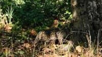 A camouflaged fishing cat in the wilderness. (HT File Photo) A camouflaged fishing cat in the wilderness. (HT File Photo)