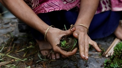 Women in the area suffer from additional woes. Murshida Begum, 35, told Reuters that she works for over eight hours every day to make balls of seedlings that are planted on the rafts. However, the hyacinths often lead to itching and sores across her hands. 30-year-old Kajol Begam said, "The work is so hard and painful. I can't sleep at night due to waist pain. But what else will I do when water is everywhere most of the time?" (Mohammad Ponir Hossain / REUTERS) Women in the area suffer from additional woes. Murshida Begum, 35, told Reuters that she works for over eight hours every day to make balls of seedlings that are planted on the rafts. However, the hyacinths often lead to itching and sores across her hands. 30-year-old Kajol Begam said, "The work is so hard and painful. I can't sleep at night due to waist pain. But what else will I do when water is everywhere most of the time?" (Mohammad Ponir Hossain / REUTERS)