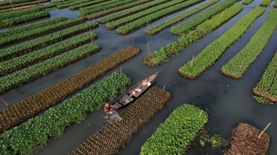 Earlier, the flooding season lasted for about five months every year. But now, the swampy area remains underwater for about eight to 10 months, and more land is now being flooded. "These days, the land is underwater for a longer time. This ancient technique has helped us to earn a living," a 42-year-old Mohammad Mostafa told Reuters. (Mohammad Ponir Hossain / REUTERS ) Earlier, the flooding season lasted for about five months every year. But now, the swampy area remains underwater for about eight to 10 months, and more land is now being flooded. "These days, the land is underwater for a longer time. This ancient technique has helped us to earn a living," a 42-year-old Mohammad Mostafa told Reuters. (Mohammad Ponir Hossain / REUTERS )