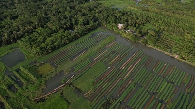 Floating farms now cover about 157 hectares (388 acres) in Pirojpur district, with 120 hectares in Nazirpur that expanded from 80 hectares five years ago. As per Hazra, "It requires less space than conventional farming and does not need pesticides…When we're fighting the impact of global warming, floating farming could be the future." (Mohammad Ponir Hossain / REUTERS) Floating farms now cover about 157 hectares (388 acres) in Pirojpur district, with 120 hectares in Nazirpur that expanded from 80 hectares five years ago. As per Hazra, "It requires less space than conventional farming and does not need pesticides…When we're fighting the impact of global warming, floating farming could be the future." (Mohammad Ponir Hossain / REUTERS)