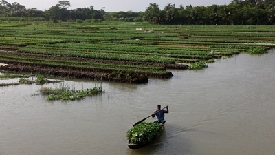 The frequency of cyclones across the Bay of Bengal, along with increasingly erratic rainfall patterns, have increased troubles for Bangladesh's farmers. According to a 2019 International Monetary Fund report, Bangladesh could lose 17% of its land surface and 30% of its food production by 2050 due to rising sea levels and coastal erosion. (Mohammad Ponir Hossain / REUTERS) The frequency of cyclones across the Bay of Bengal, along with increasingly erratic rainfall patterns, have increased troubles for Bangladesh's farmers. According to a 2019 International Monetary Fund report, Bangladesh could lose 17% of its land surface and 30% of its food production by 2050 due to rising sea levels and coastal erosion. (Mohammad Ponir Hossain / REUTERS)