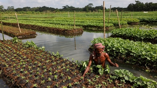 The rafts, where farmers grow radish, cucumber, papaya, bitter gourd and tomato are woven from stems of invasive hyacinths. Amid increasingly extreme monsoon spells, they are proving to be a lifeline for most agricultural families, especially due to the scarcity of dry land.(Mohammad Ponir Hossain / REUTERS )