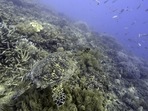 Australia Great Barrier Reef: A sea turtle swims over corals on Moore Reef in Gunggandji Sea Country off the coast of Queensland.(AP) Australia Great Barrier Reef: A sea turtle swims over corals on Moore Reef in Gunggandji Sea Country off the coast of Queensland.(AP)