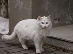 Winters are approaching in most parts of India, and while it may be a welcome change for pet keepers, it also means pet owners have to find ways to keep their pets busy (Pixabay) Winters are approaching in most parts of India, and while it may be a welcome change for pet keepers, it also means pet owners have to find ways to keep their pets busy (Pixabay)