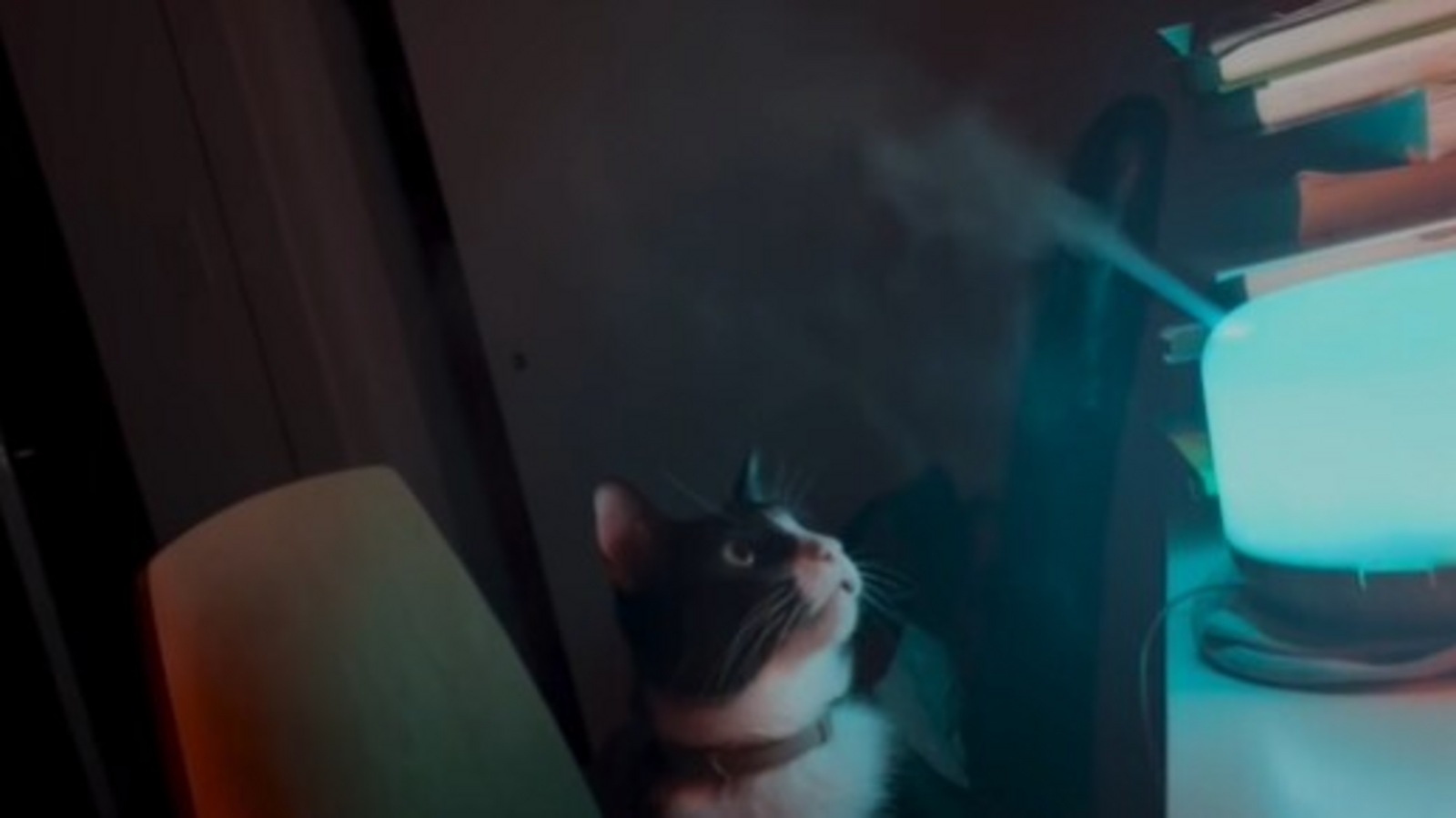 Cat reacts to steam coming out of humidifier. Watch video with magical vibes | Trending