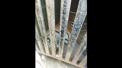 The captured tigress being carried to forest headquarters after being tranquillised in Dudhwa in Lakhimpur Kheri on Tuesday. (HT photo) The captured tigress being carried to forest headquarters after being tranquillised in Dudhwa in Lakhimpur Kheri on Tuesday. (HT photo)