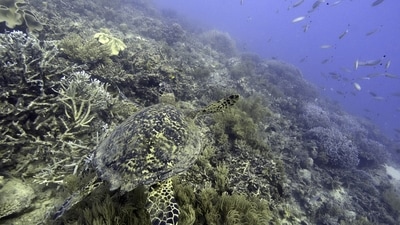 Australia Great Barrier Reef: A sea turtle swims over corals on Moore Reef in Gunggandji Sea Country off the coast of Queensland. (AP) Australia Great Barrier Reef: A sea turtle swims over corals on Moore Reef in Gunggandji Sea Country off the coast of Queensland. (AP)