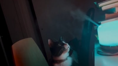 Taken from the Reddit video, the image shows the cat looking at a humidifier. (Reddit/@WillyWumpLump)
