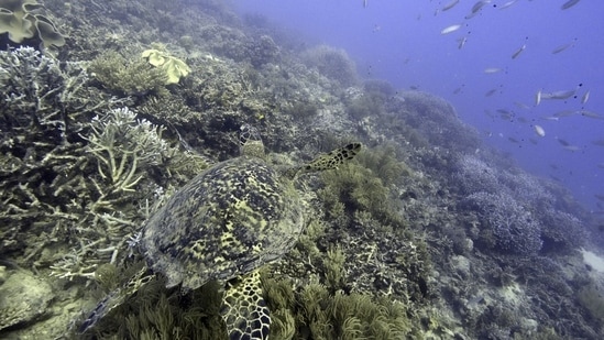 Australia Great Barrier Reef: A sea turtle swims over corals on Moore Reef in Gunggandji Sea Country off the coast of Queensland.(AP)